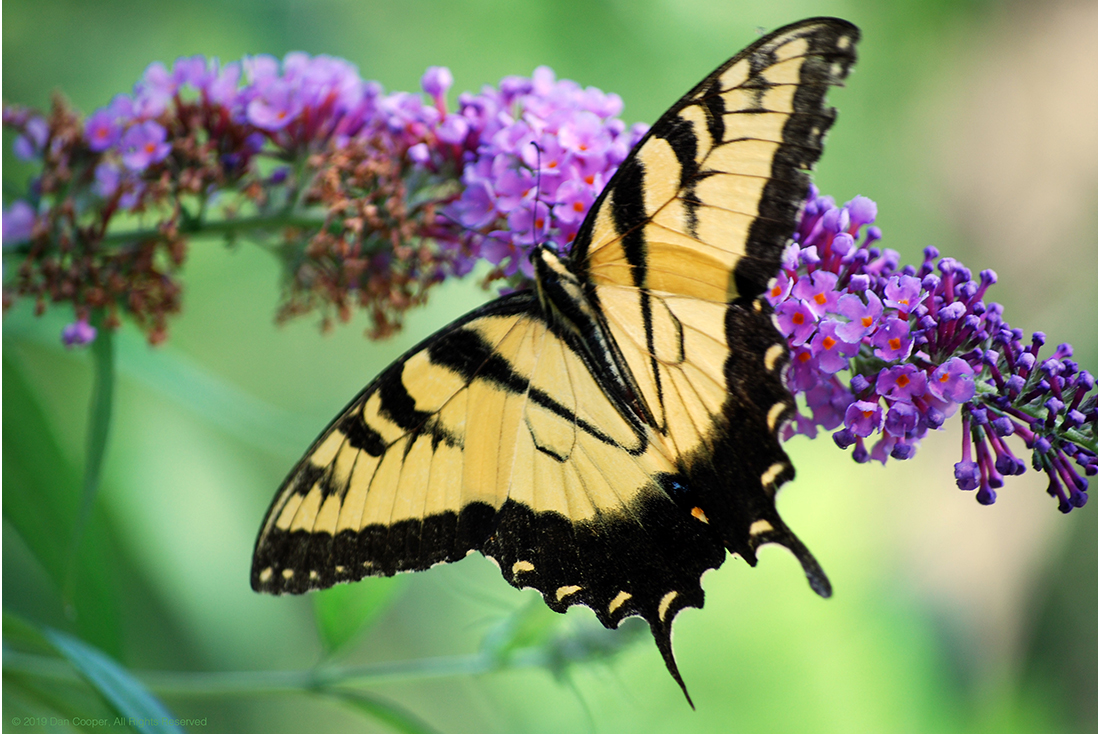 Yellow Swallowtail